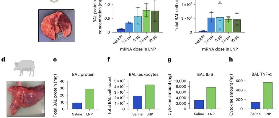 【Nature Nanotechnology】重新定义LNP安全边界：抑制内涵体损伤感知以降低炎症反应