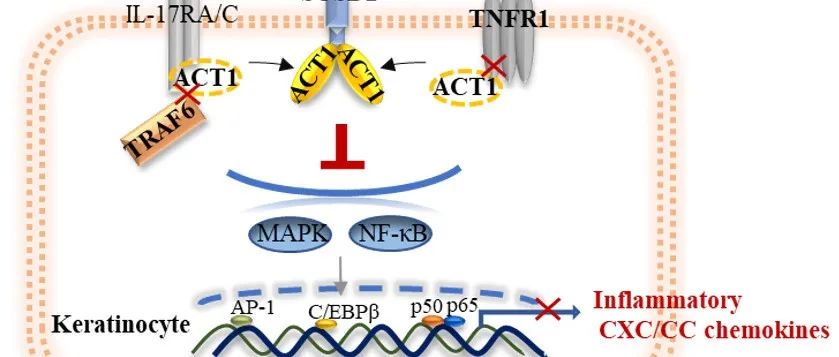Cell Mol Immun | 北京大学韩文玲教授揭示细胞因子CSBF抑制角质细胞中IL-17A和 TNF-α通路缓解银屑病