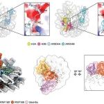NAR | 中国科学院生物物理研究所周政研究组与合作者利用AlphaFold3构建核小体结合蛋白在线数据库并揭示染色质调控新机制