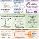 Cell Stem Cell | 中国科学院分子细胞科学卓越创新中心高栋组合作揭示胰腺癌化疗耐药机制及临床治疗策略