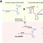 J Adv Res | 西北农林科技大学羊遗传改良与生物育种创新团队构建高效稳定的绵羊胚胎干细胞系