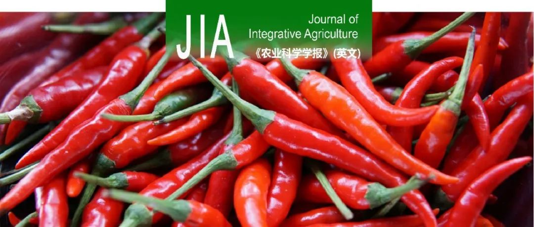 JIA | 湖南农大邹学校院士团队通过YABBY家族分析揭示CaYABBY5调控辣椒花器官和果实形态