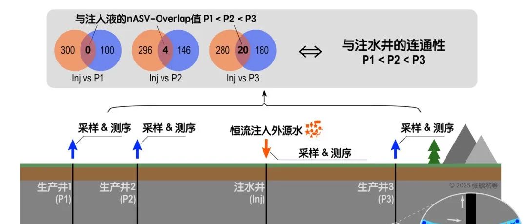 张毓然等-WR：外源微生物群落在深部储层中的运移与井间连通性相关
