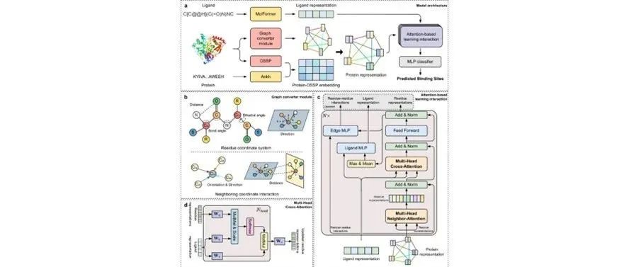 文献分享|Nat. Commun.：LABind：通过学习配体和蛋白质之间的相互作用来识别蛋白质结合配体感知位点