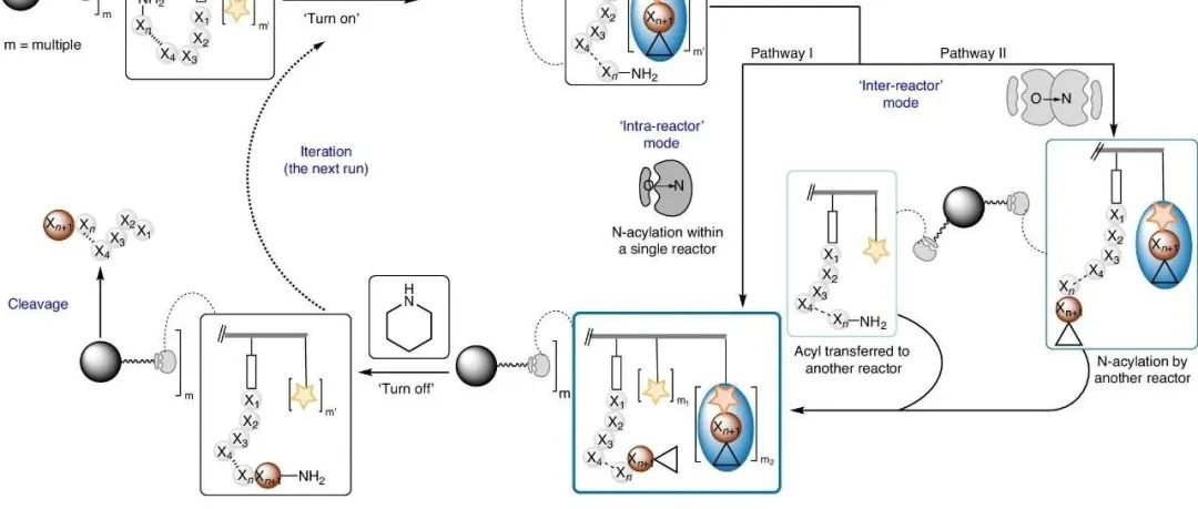 Nat. Chem. | 固相合成中的“仿生思想”：模拟核糖体功能的分子反应器用于大空间位阻的多肽合成