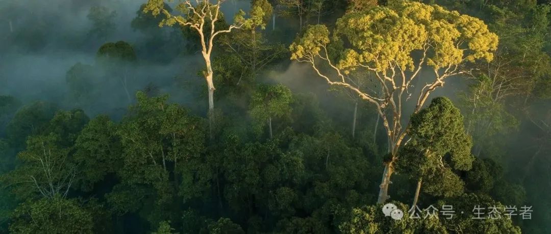 华南植物园鲁显楷团队《Global Change Biology 》最新成果！揭示长期高氮沉降下土壤微生物代谢限制的垂直分异规律