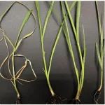 在Science、Molecular Plant、Plant Cell等期刊发表研究成果，他们将主讲植物分子互作分析技术课程