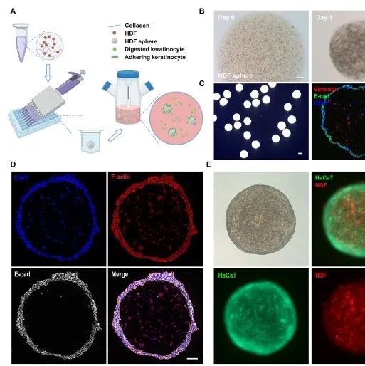 Adv Sci | 清华大学深圳国际研究生院吴耀炯揭示微球形皮肤类器官生物工程构建方法及其在药物筛选中的应用
