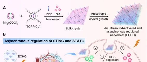 ACS Nano | 一种异步调节纳米片可级联放大声动力触发的自增强DNA损伤以提高肿瘤免疫治疗效果
