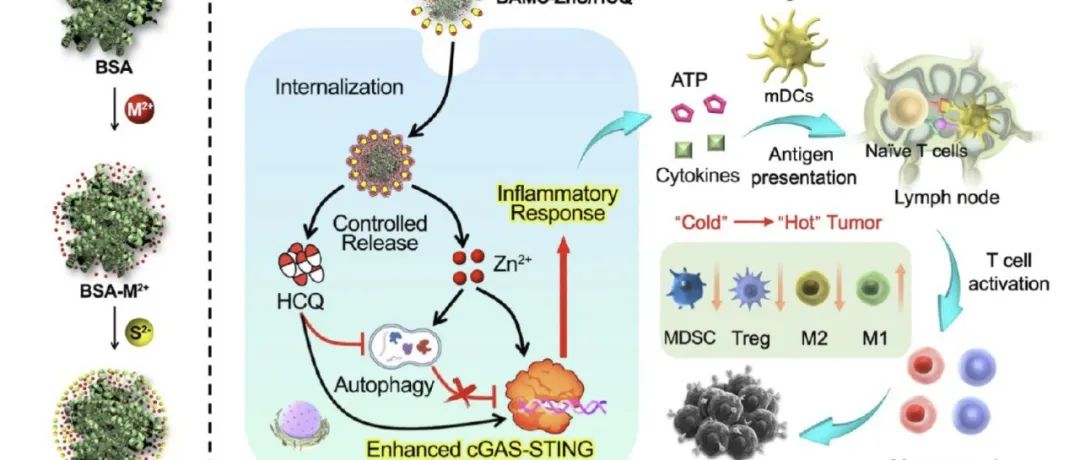ACS Nano：生物矿化纳米材料——用于金属离子协同癌症治疗