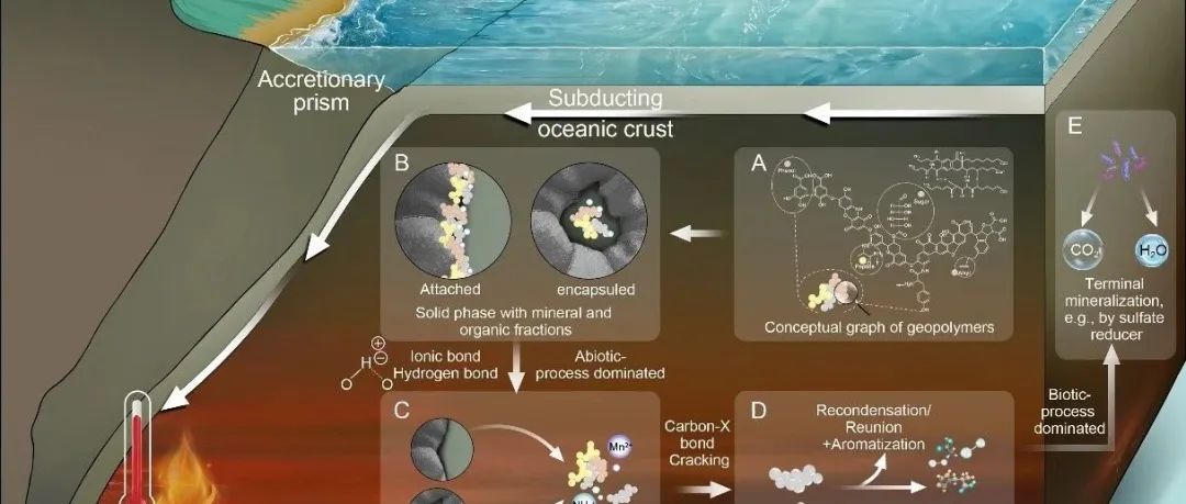 Science Advances | 华南植物园提出微生物碳泵的反向运行机制