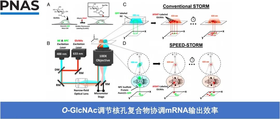 PNAS | O-GlcNAc 调节核孔复合物协调 mRNA 输出效率