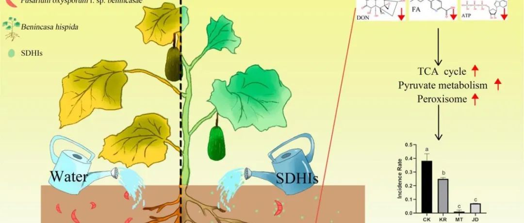 【作者解读】Plant Stress|微生物组学与转录组学综合分析揭示了琥珀酸脱氢酶抑制剂对尖孢镰刀菌冬瓜专化型的作用机制