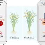 Plant Cell | 南京农业大学博士生一作发文揭示水稻吸收钾和铯的调控机制