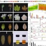 文献解读｜中国农科院棉花所利用基因工程技术构建高虾青素工程棉花