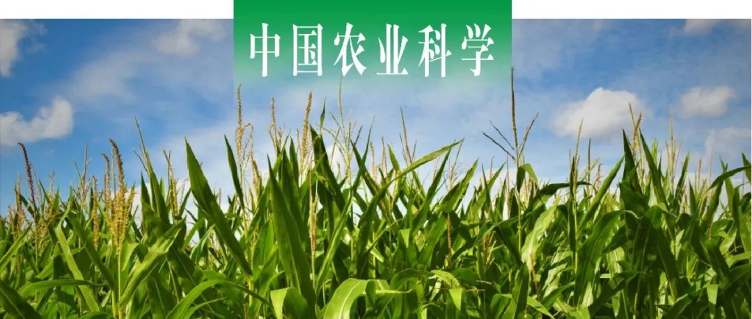中国农业科学 | 甘肃农大于爱忠课题组探析干旱地区绿肥还田条件下减氮对玉米农艺性状、产量及籽粒品质的影响