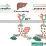 Hepatology | 华中科技大学张必翔等团队研究发现HCC获得性仑伐替尼耐药的分子机制