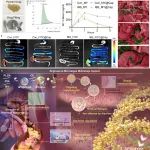 浙江大学周民教授团队《Nat. Commun.》：基于微藻的肠道绒毛靶向多级生物系统用于肠易激综合征治疗