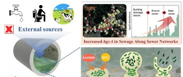 中山大学江峰团队ES&T：城市下水道竟成汞甲基化微生物“孵化器”——揭示公共健康风险的新源头