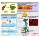 Cell Rep | 南京大学景键/张果团队揭示神经肽胆囊收缩素调控摄食动机转换的神经机制，为代谢疾病治疗提供新策略