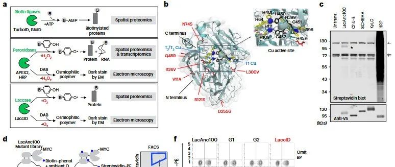 Nat. Chem. Biol. | LaccID在细胞表面邻近标记和电子显微镜中的定向演化