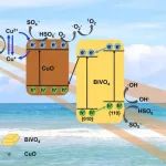 文献速递|江南大学JMST:晶面依赖性CuO/{010}BiVO4S型光催化剂增强过一硫酸盐活化，有效去除诺氟沙星