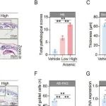 Adv Sci丨重庆医科大学陈承志等人研究揭示了砷暴露会破坏小鼠的肠道屏障并改变其肠道微环境