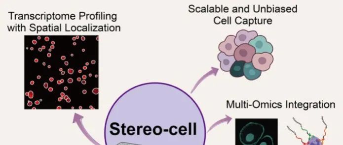 Science重磅！Stereo-cell技术发布，开启百亿细胞大数据时代