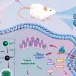 Biomaterials | 成都中医药大学孟祥瑞研究发现金属代谢纳米调节剂可放大肿瘤特异性铜依赖性细胞死亡