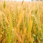 《食品科学》：山西农业大学姜兰芳副研究员等：小麦蛋白质二硫键异构酶基因家族的鉴定及其对面筋蛋白的影响