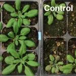 研究成果发表在Science、Molecular Plant、Plant Cell等期刊，他们将主讲植物分子互作分析技术课程