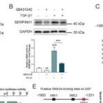 Cell Death Differ | 哈尔滨医科大学刘芳研究发现SERPINH1可作为LUAD的潜在预后和治疗靶点