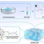 AFM | 重庆医科大学陈维贤研究开发的多功能生物墨水GOM2-DM可通过神经发生和血管生成重塑骨微环境