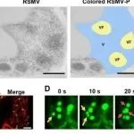 Sci Adv丨华南农业大学张彤等团队发现植物负链RNA病毒磷蛋白凝聚物可利用宿主运输和脂质合成进行病毒工厂组装