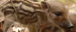 浪浪山小猪妖原型：战斗力爆表！比老虎还凶猛？
