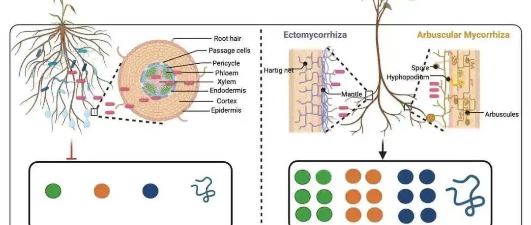 北京林业大学草学院科研团队《Trends in Plant Science》（IF=20.8）最新研究成果！