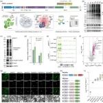 北京大学农研院王旭团队在植物科学一区Top期刊（IF5y=12.1）开发植物基因组位点特异结合蛋白鉴定的新方法