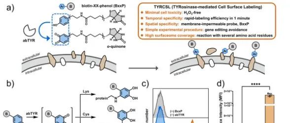 JACS|超快酪氨酸酶介导的活细胞表面生物素化分析揭示了负责甲型流感病毒进入的新细胞表面蛋白