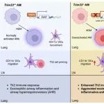 Mucosal Immunol | 清华大学吴励教授团队发现TRIM33作为过敏性哮喘"刹车器"的关键机制