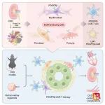 Cell Stem Cell | 山东大学易凡教授在慢性肾脏病细胞治疗领域取得重要突破：提出肾脏纤维化CAR-T细胞治疗新范式
