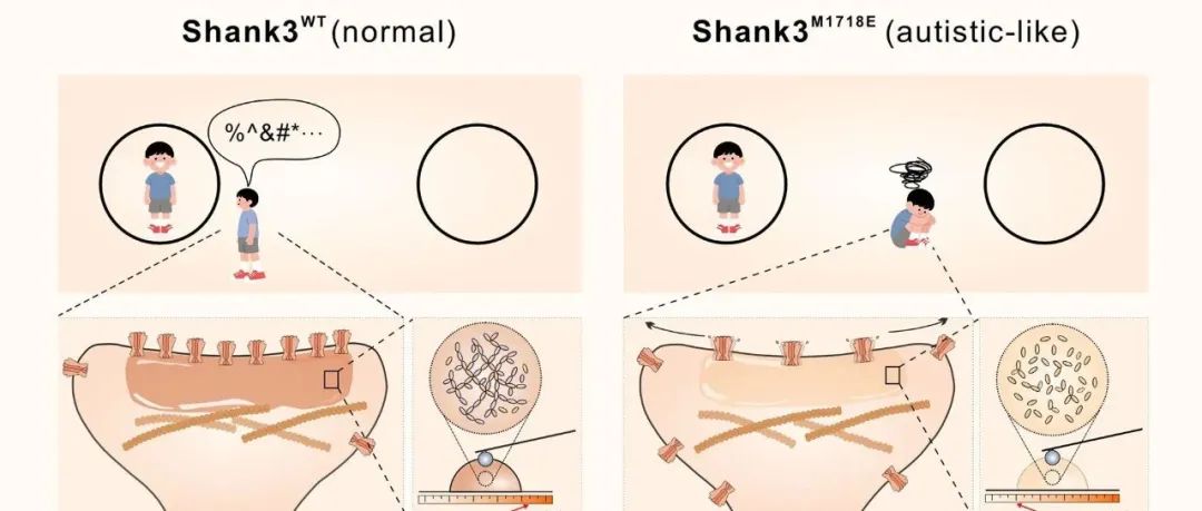 Cell | 南方科技大学张明杰院士课题组揭示突触后致密区为玻璃态生物装配体