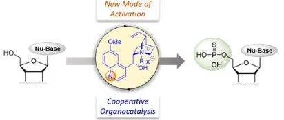 Cinchona Alkaloid-Catalysis for an Efficient Thiophosphorylation