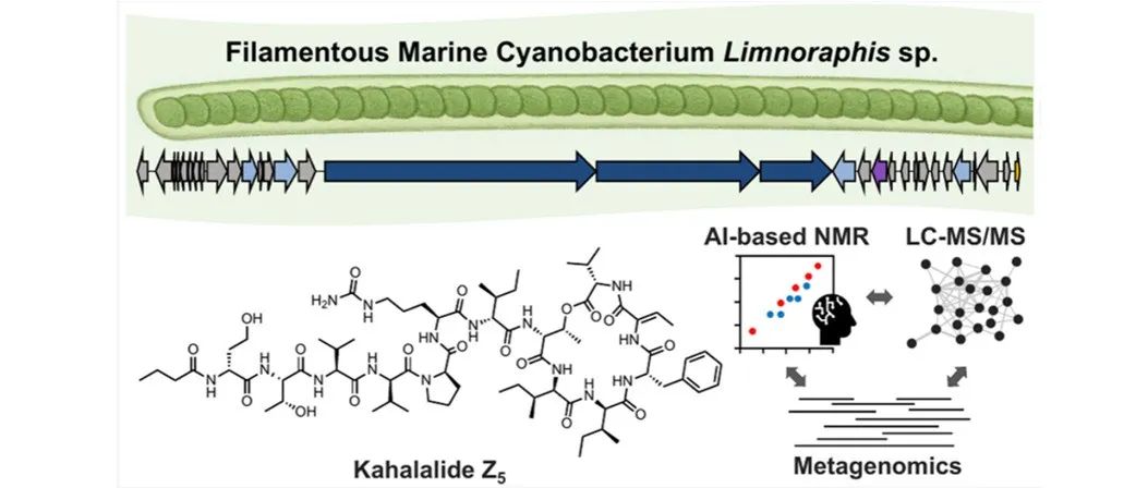 阅读 JACS丨基因组与代谢物证据揭示Kahalalide与蓝细菌的相关性