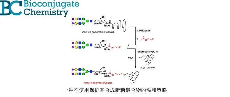 Bioconjugate Chem. | 一种不使用保护基合成新糖缀合物的温和策略