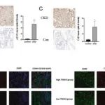 Cell Death Differ | 中南大学王建文研究发现"TMAO肠-肾轴"通过特异性分子机制促进慢性肾脏病进展