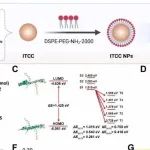 Biomaterials | 湖南师范大学等团队研究发现ITCCNPs可协同光疗与免疫调节级联放大抗肿瘤免疫
