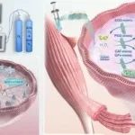 AFM | 复旦大学刘月华等团队研究发现Nb2C模拟酶可作为骨骼肌修复创新策略