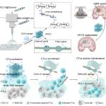 西南交大周绍兵/李西林团队 Cell Biomaterials: 激活T细胞功能的局部埋植支架抑制胶瘤的术后复发