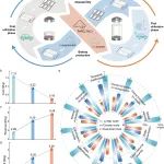 东北师大吴兴隆Nat. Sci. Rev.：废旧磷酸铁锂的双循环升级回收