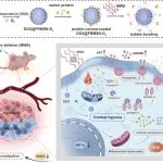 ACS Nano：蛋白冠可分离的微波消融放大器可激活细胞焦亡以促进永生癌症复极化为衰老